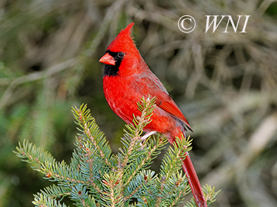 Northern Cardinal (Cardinalis cardinalis)